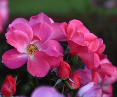 新宿御苑 6 バラ花壇