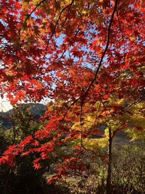 古賀志山の紅葉