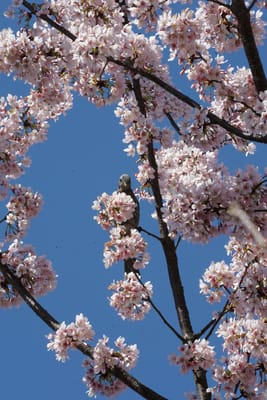 玉縄桜（たまなわざくら）