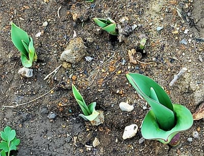 　 🌷 今年も "チューリップ" の 球根の成長を、ワクワクしながら見守っている … 🌷 花は春の4〜5月になってから