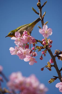 桜と目白