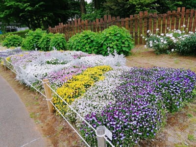 ビオラ他の花壇　　バラ園をメインに「北総花の丘公園」散策      2021年５月11日