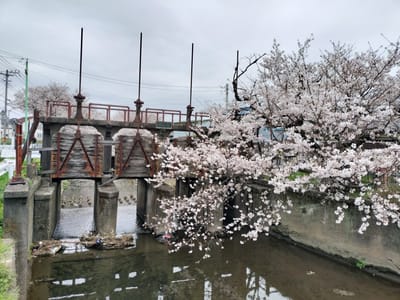 ⑤染井吉野桜（川越　新河岸川）