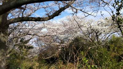 日立　桜川河畔の桜