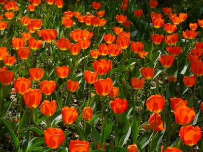 🌷 見頃を迎えています！ 10万本のチューリップが咲き誇る横浜公園　　「ガーデンネックレス横浜 2023」