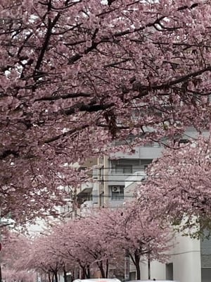 名古屋市東区の大寒桜並木