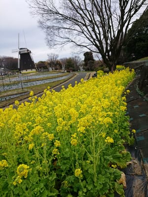 花博公園の菜の花