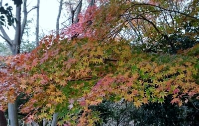 【県立 三ツ池公園の紅葉】・・秋から冬へ・・・