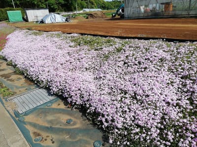淡いピンクの芝桜　　　万葉公園のフジとひょうたん池公園の芝桜をメインに　千葉県印西市　　　2021年4月30日