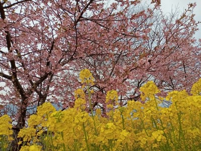河津桜🌸と菜の花