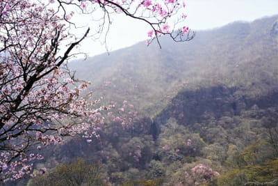 アカヤシオ山桜と三段の滝