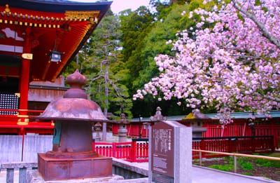 天然記念物・塩竃桜は、芭蕉の旅の目的より「塩竃桜と松島の月をみんとして・・」