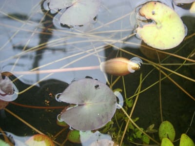 りき丸城　メダカ池秋の姿　日本の睡蓮唯一の未草　水草の姫菱　ヒシモドキ