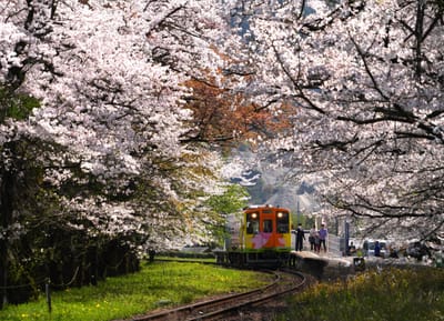 桜と列車（５）