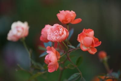 薔薇の花々