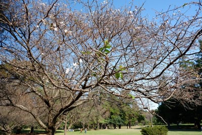 野川公園の十月桜