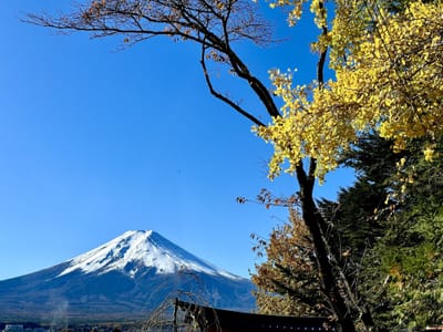 黄葉のイチョウと新雪に輝く富士山