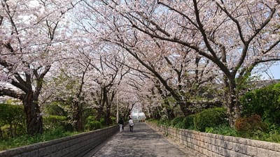 今年も同じロケ地でソメイヨシノ桜🌸を("⌒∇⌒")