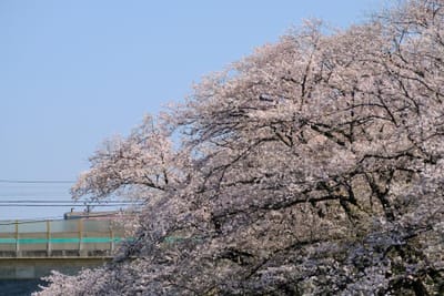 桜と東急5000系電車