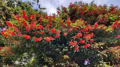 木の高さは２～３ｍ、鮮やかな赤い花でとってもきれい、花の名前は？
