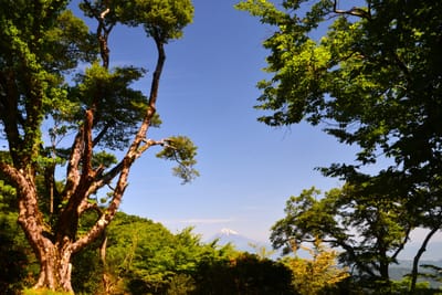 手引頭原生林から富士山1
