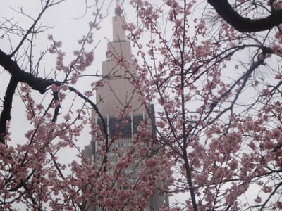 新宿御苑　ドコモタワーを背景に桜