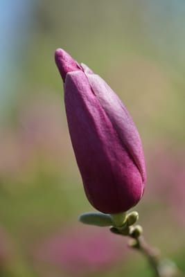 紫木蓮（しもくれん）の蕾