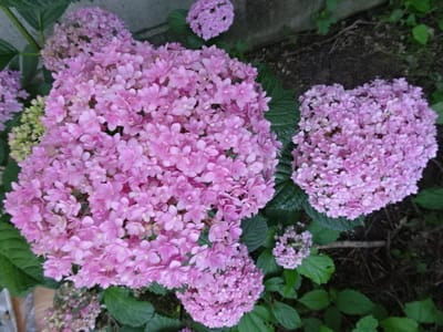 我が家の花、6月、紫陽花、品種不詳