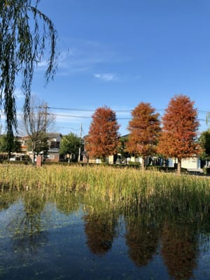 埼玉県吉川、秋の散策