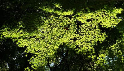 ✿　横浜市 "こども植物園" 　散策　✿　自然観察林