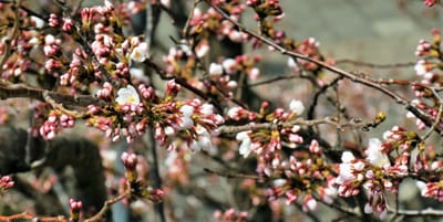 　　　　　桜　　🌸　　さくら
