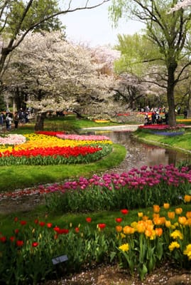 昭和記念公園　桜とチュウリップのコラボ