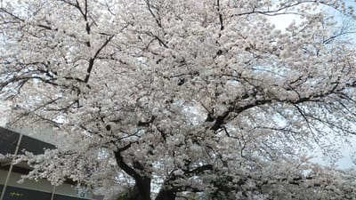 ①ソメイヨシノ桜