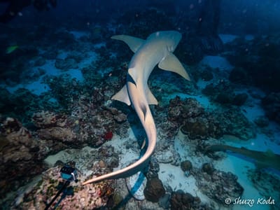 モルジブのNurse shark 1