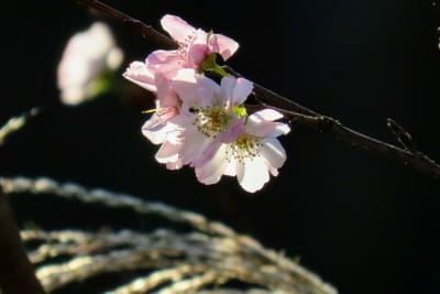 十月桜とススキ