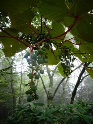 蓼科の自然、山葡萄