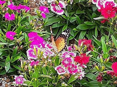 隅田川畔のアゲハ蝶
