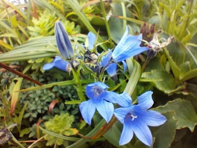 鳥海山の花々