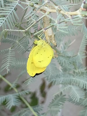 ミモザの枝の黄蝶