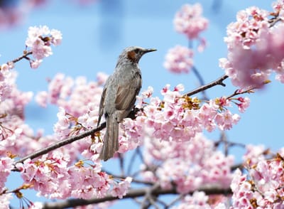 早咲き桜とヒヨドリ
