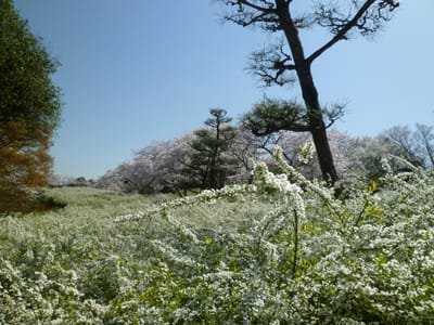愛知県緑化センター、ユキヤナギとソメイヨシノ