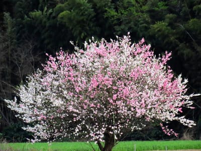 凛と立つ１本咲きの源平桃