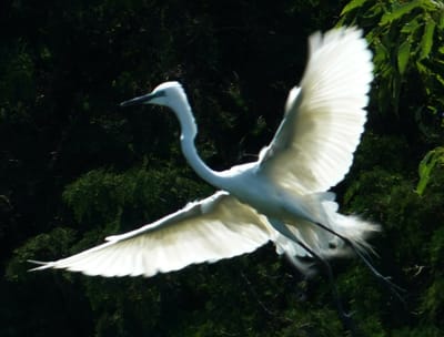 美しき白鷺（飛翔その１）