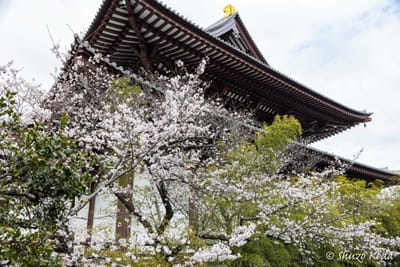 「桜と増上寺と東京タワー」 その４