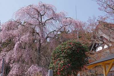 豪快な枝垂れ桜