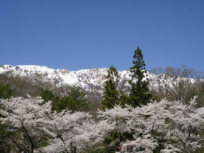 春の景色に桜（１）