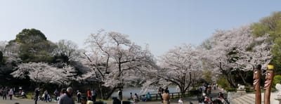 ☆桜、満開☆　県立三ツ池公園の桜　☆春爛漫☆