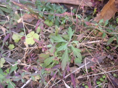 コンクリ―の隙間の源平小菊(エリゲロン)越冬発芽の姿