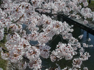 富山・松川の桜②