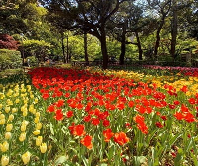 "横浜公園" 春の風物詩「ガーデンネックレス横浜 2024」